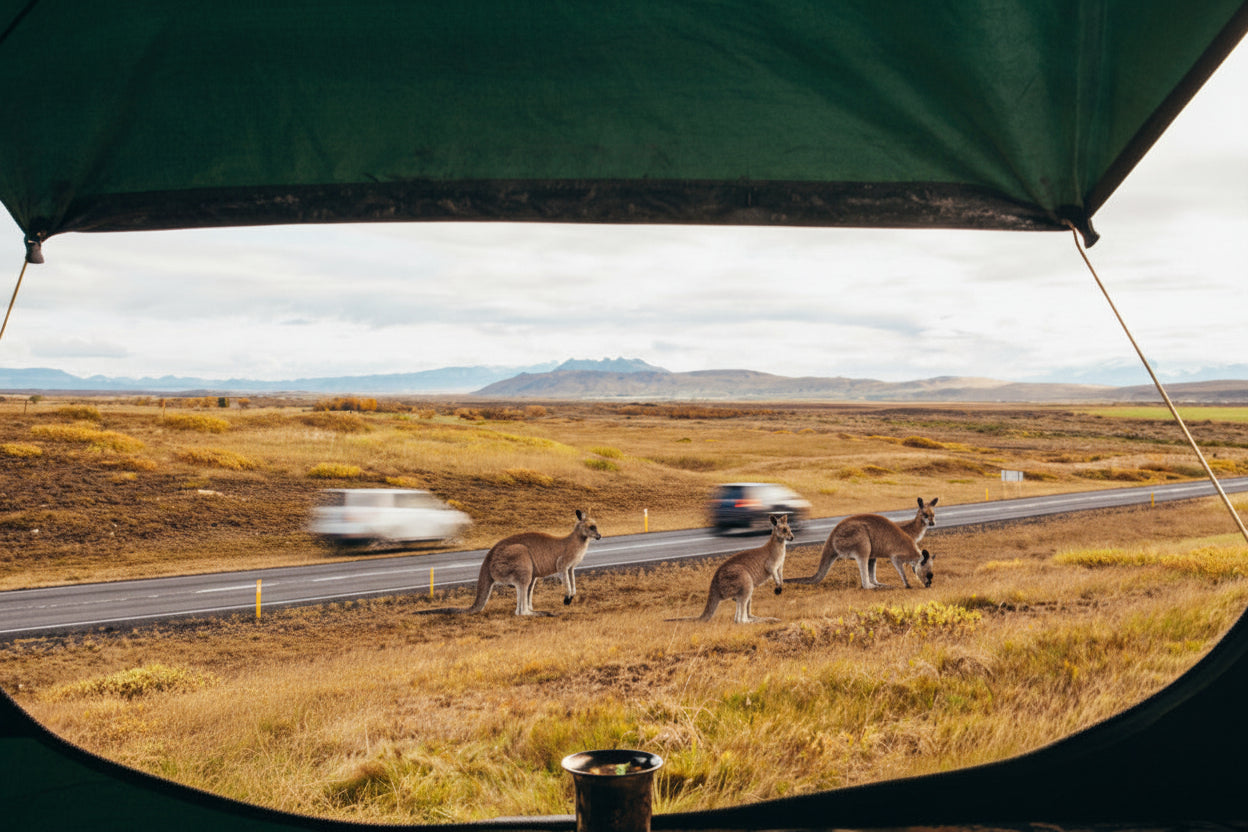 Person relaxing in a vehicle with kangaroos on the side of a road